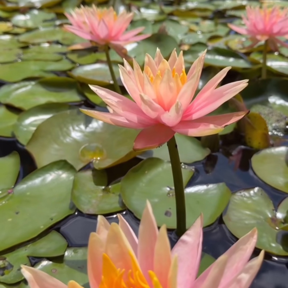 Meet your Posher, Kyleigh